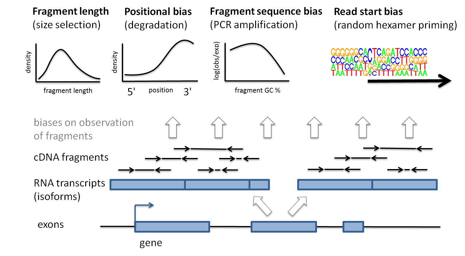 salmon bias hypothesis definition